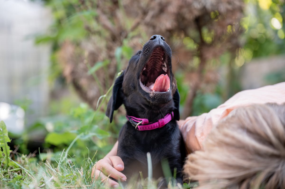 How to Stop Puppy Barking Tips for a Peaceful Home