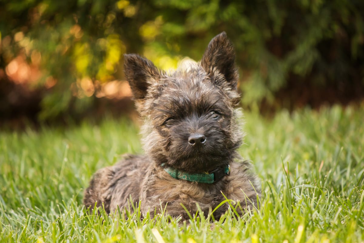 Are Cairn Terriers Smart? 