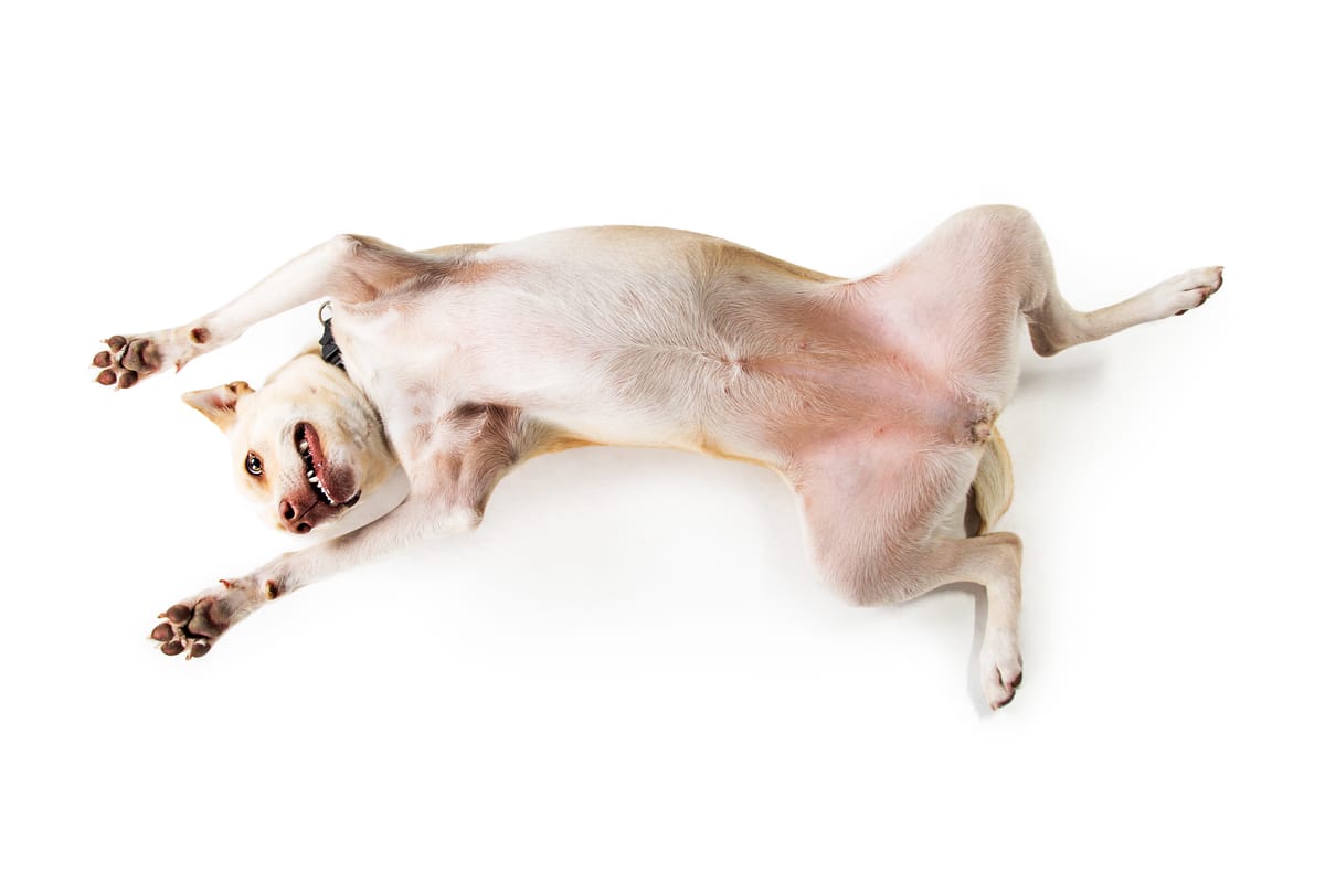 Why Do Dogs Show Their Belly? Unraveling Canine Signals