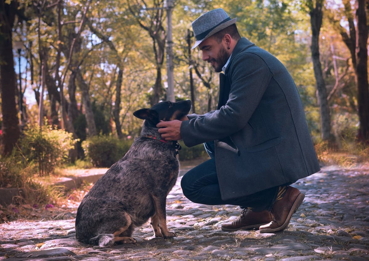 Improving Quality Of Life Older Dog Stroke Treatment