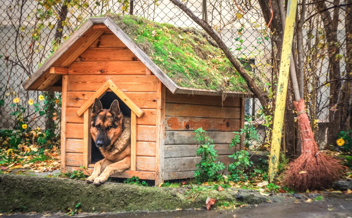 Big Dog Kennels for Outside The Top Choices for Your Furry Friend