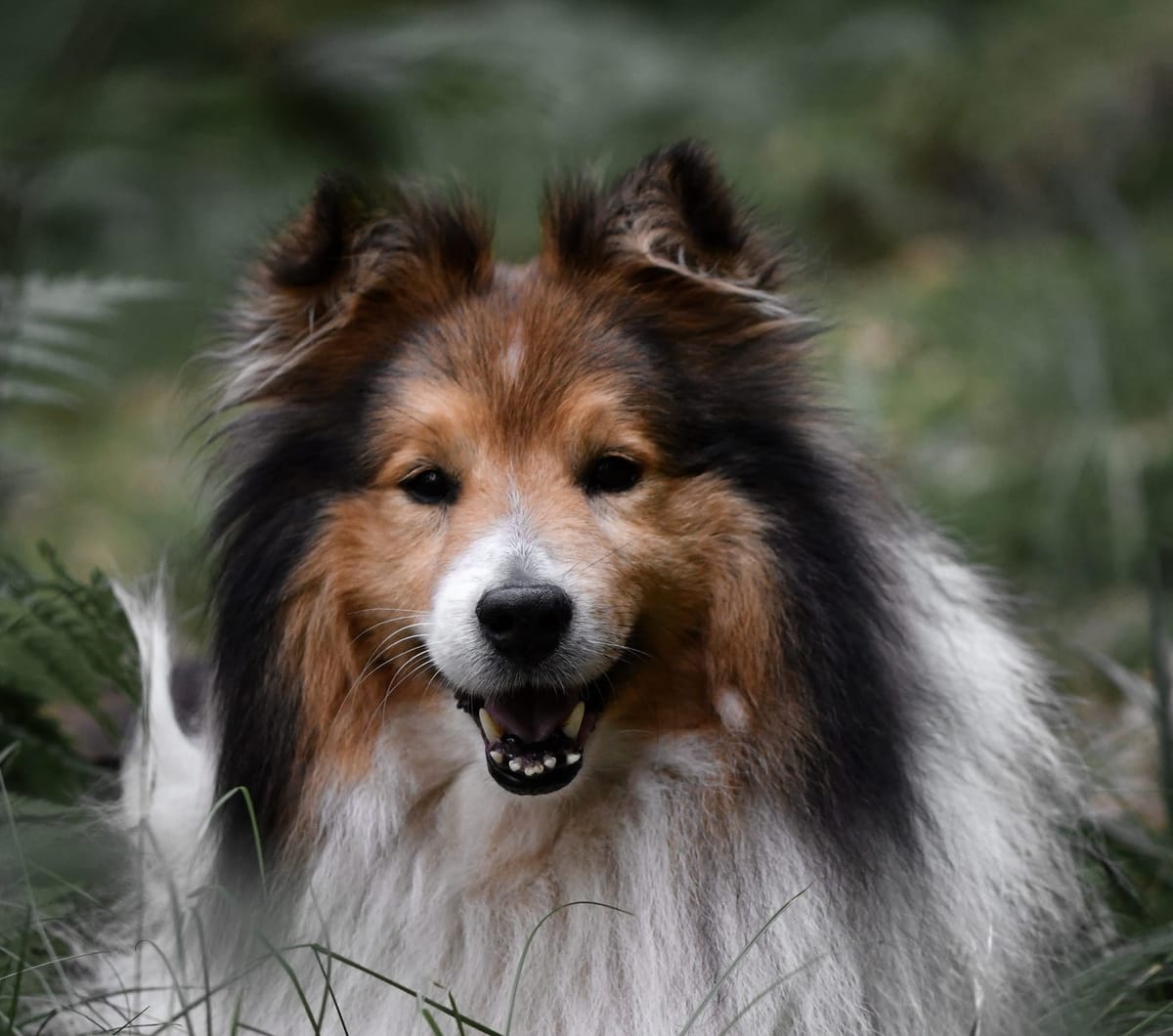 Do Shetland Sheepdogs Shed Sheltie Shedding Guide   Portrait Of A Sheltie Shetland Sheepdog Dog Lying 2023 11 27 05 15 40 Utc 1 1 