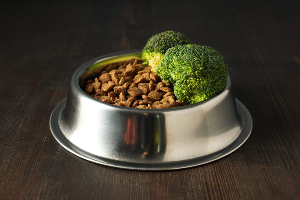Can Dogs Have Broccoli? Nutritional Benefits & Risks