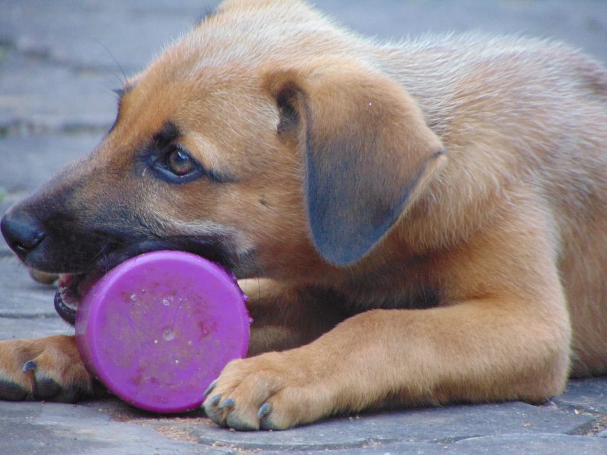 Comprehensive Guide: Toys for Teething Puppies