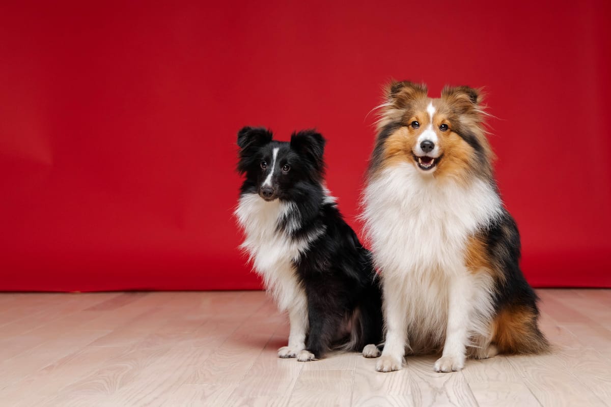 Sheltie apartment store