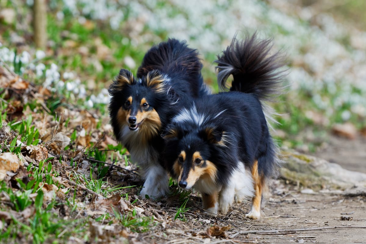 Shetland sale sheepdog barking