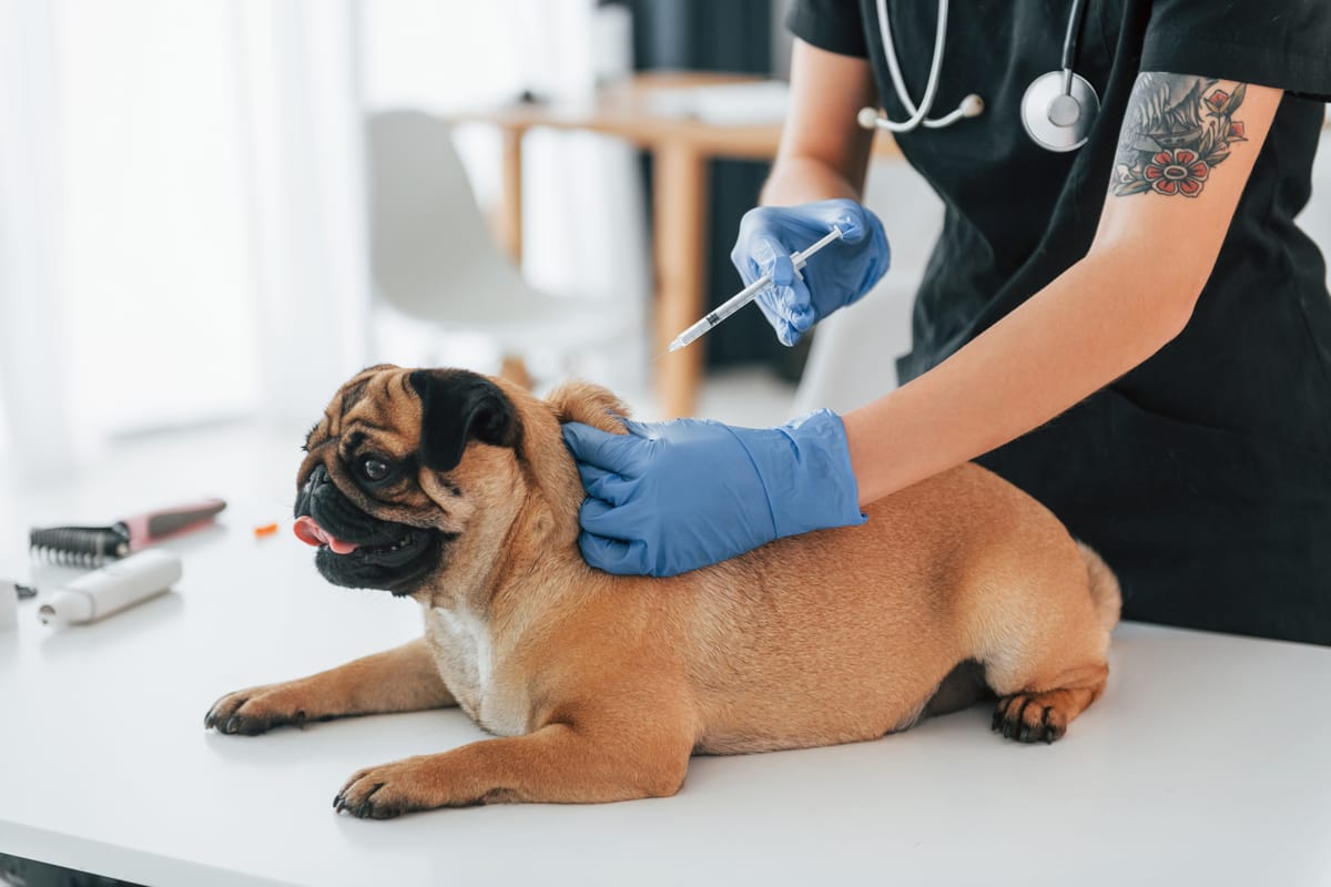 How Much Are Dog Shots? A Guide to Vaccination Costs for Dogs