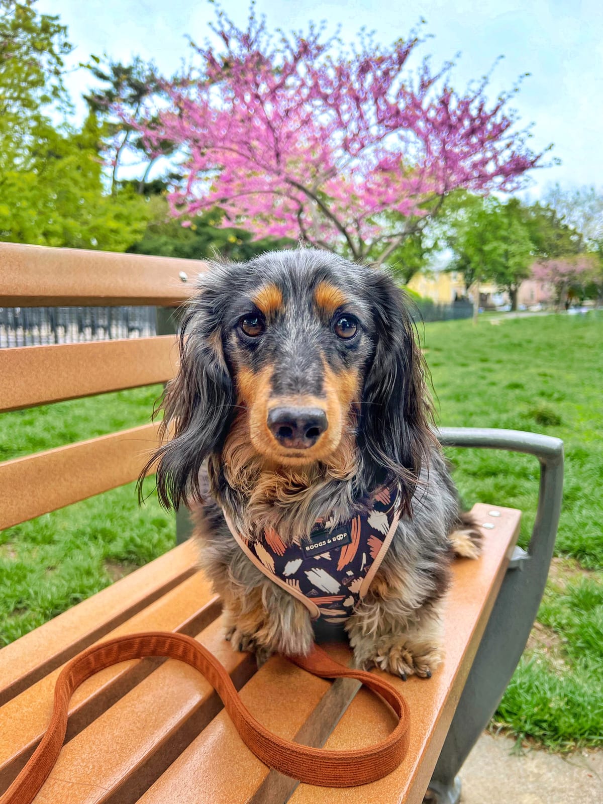 DOGFLUENCERS: Meet Isles, The Fluffy Dachshund Who's Redefining Social