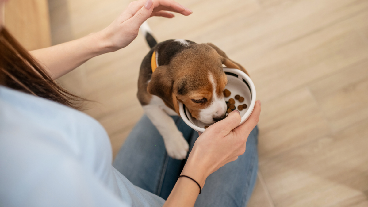 What Times Should I Feed My Puppy? Healthy Timely Meals!