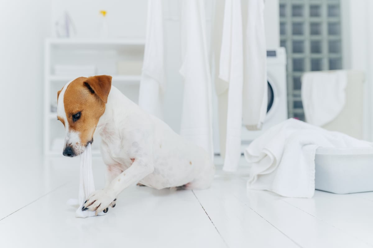 Dog Kicks Back Leg After Bathroom Why Do They Do It?