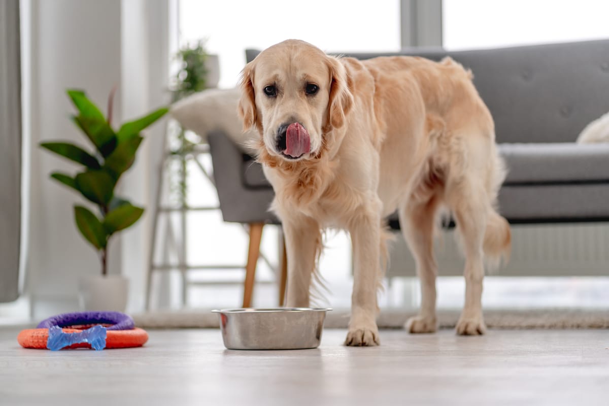 How Long Can a Dog Go Without Eating? A Vet's Perspective