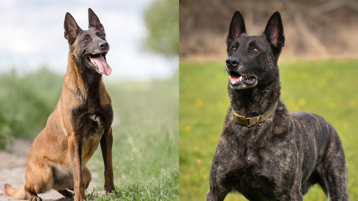 Dutch Shepherd Dog vs Belgian Malinois: Thorough Comparison