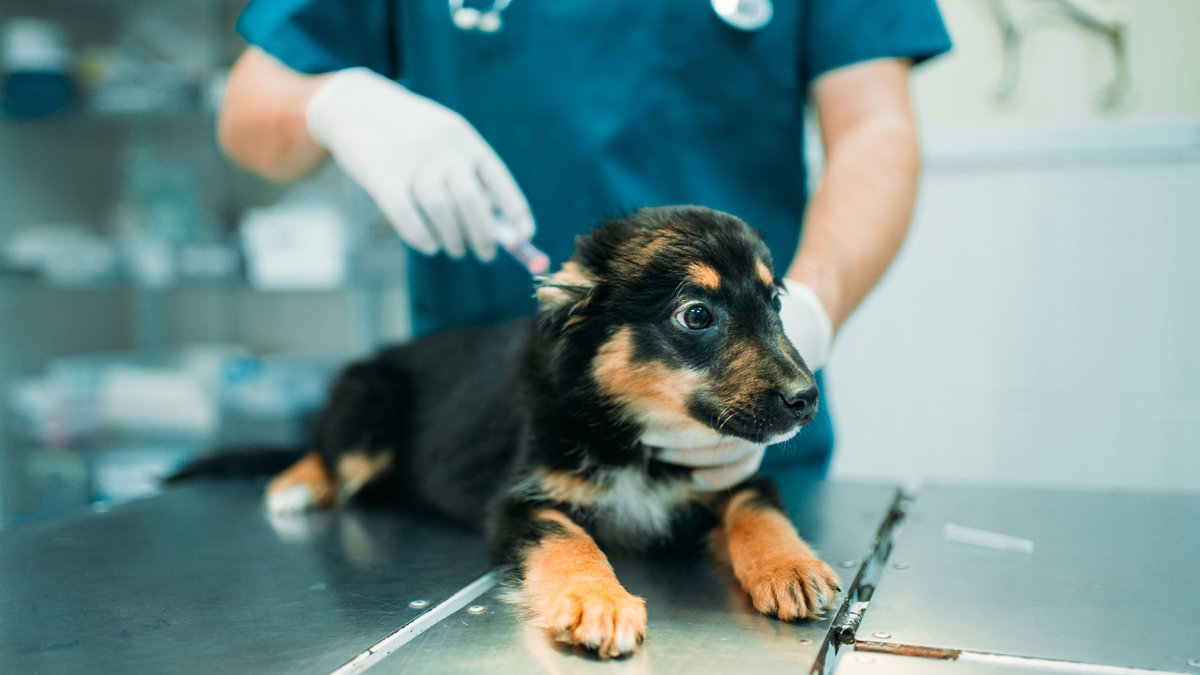 First Shots for Puppies: Explore the Essential Vaccinations!