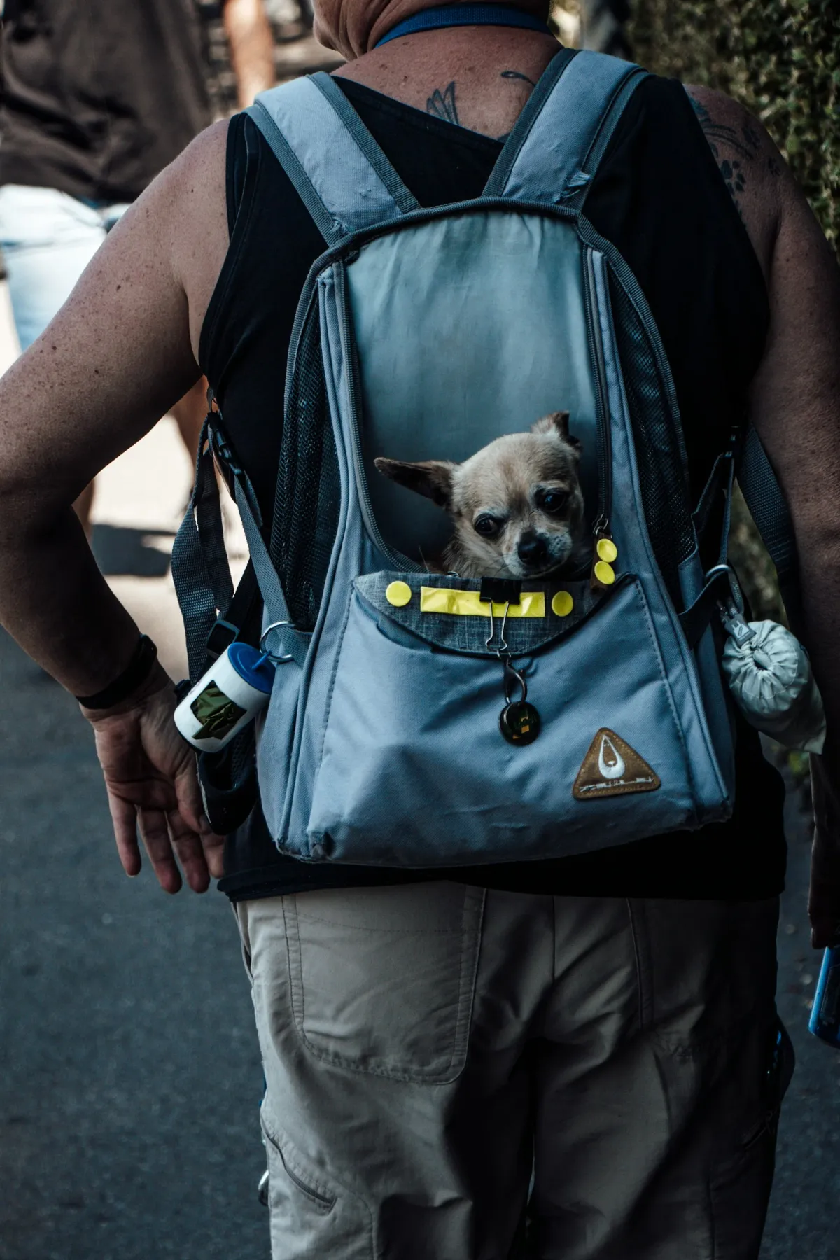 Dog Backpacks The Perfect Gear for Adventures with Your Pup