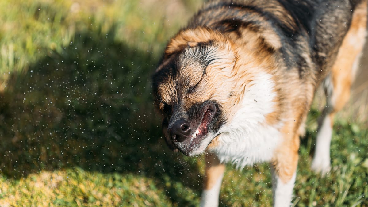 Why Is My Dog Shaking Common Causes and When to Visit a Vet