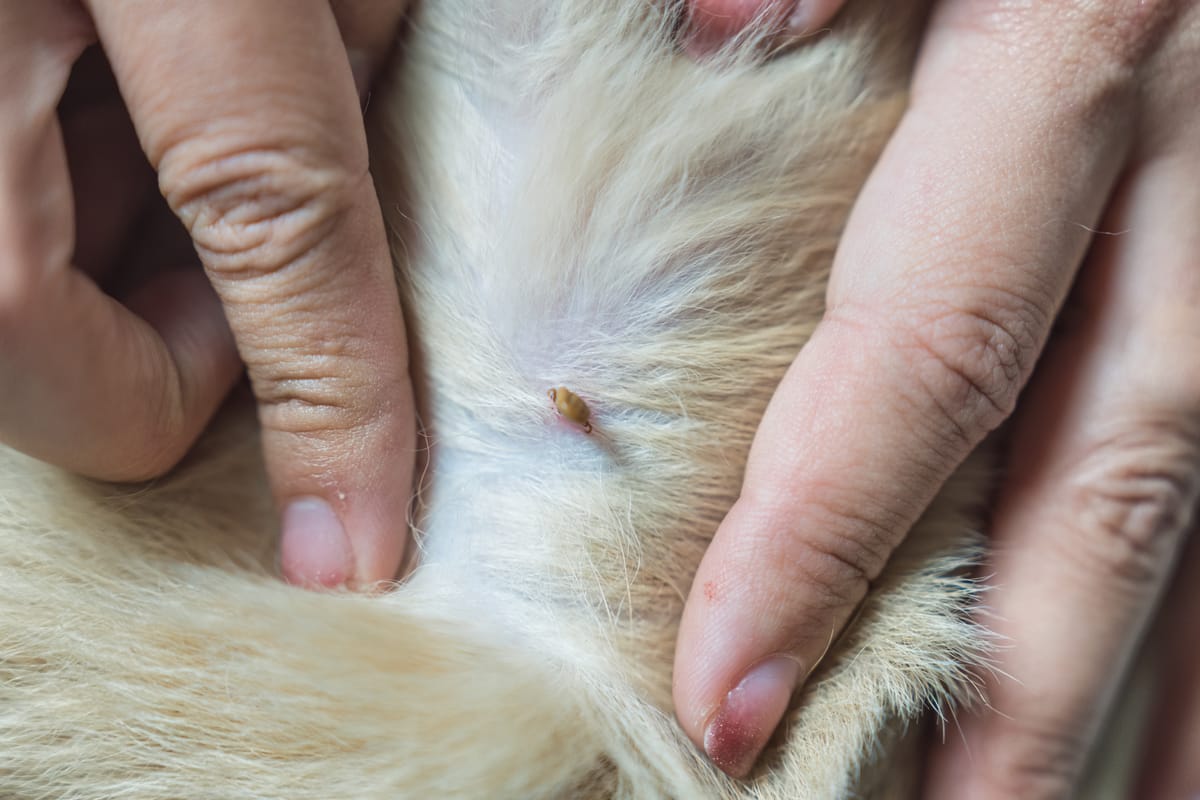 Identifying Fleas on Your Dog: A Quick Guide