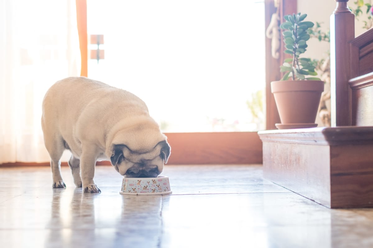 Can Dogs Eat Quinoa? Expert Insights & Risks