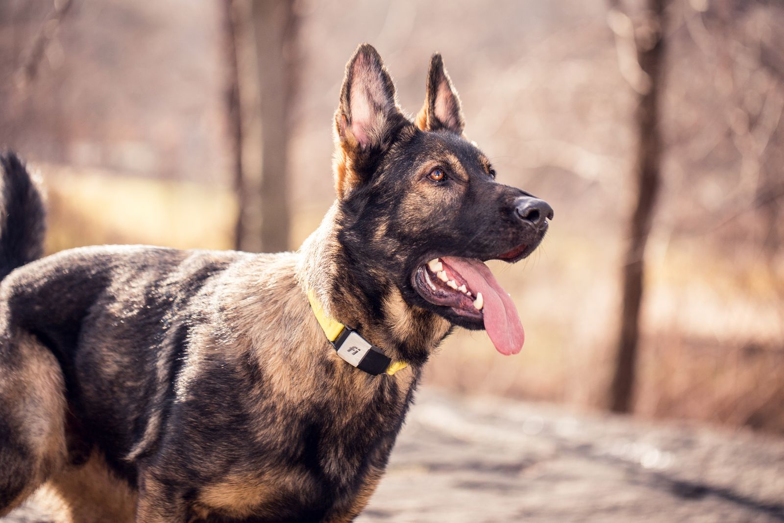 How Long Do German Shepherds Live? German Shepherd Life