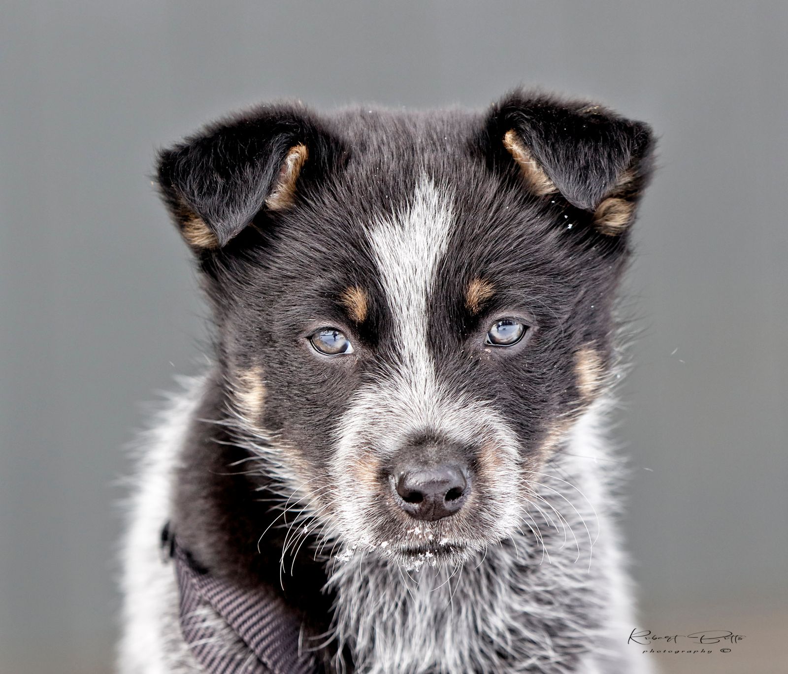 Border Collie Blue Heeler Mix: A Blend of Brilliance and Energy