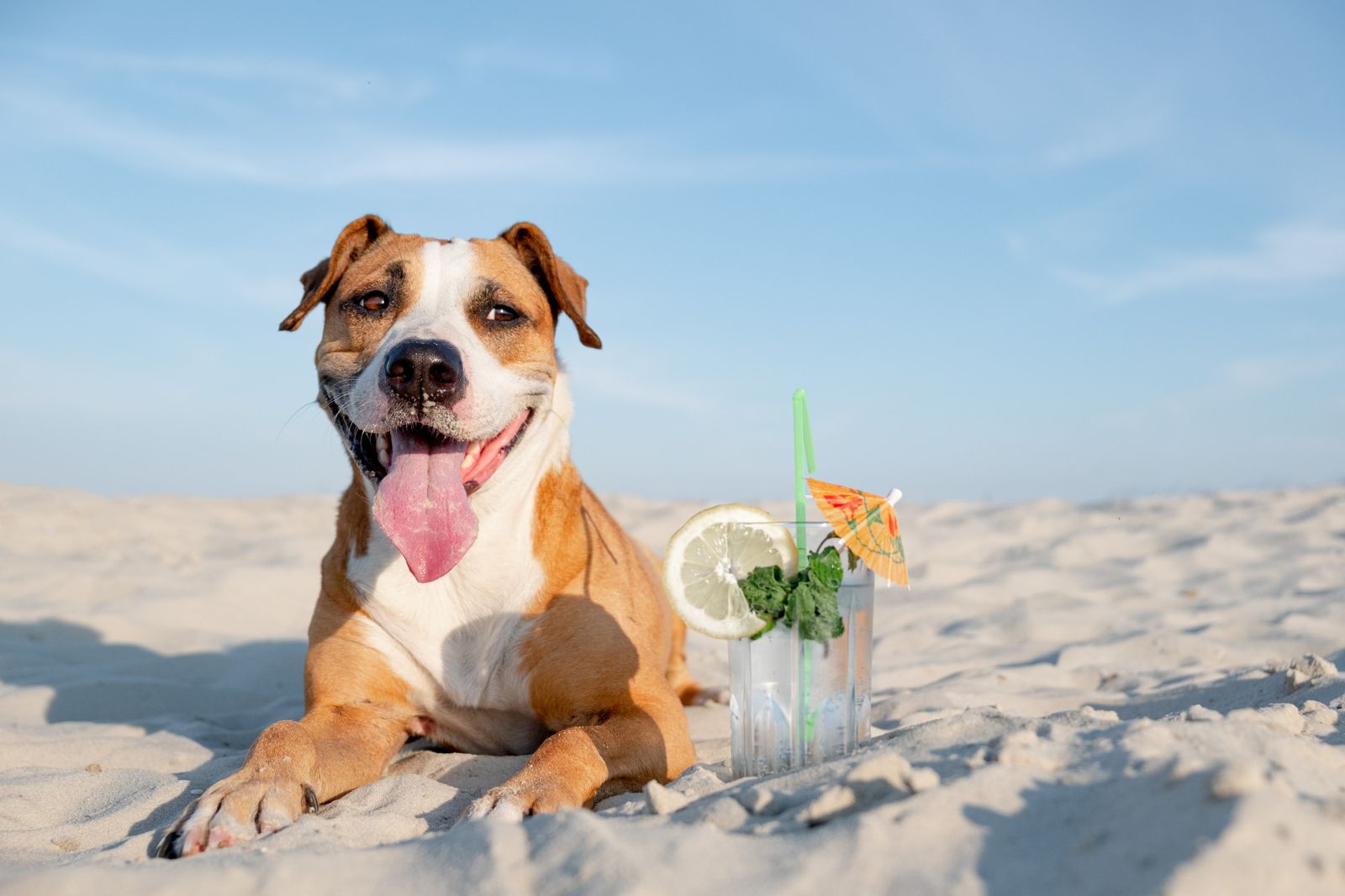 Dog Sunscreen Protecting Your Pet's Skin