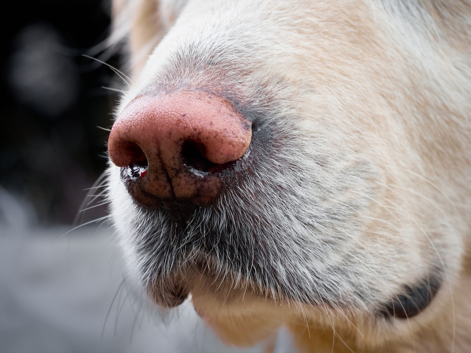 Understanding and Managing a Senior Dog's Dripping Runny Nose