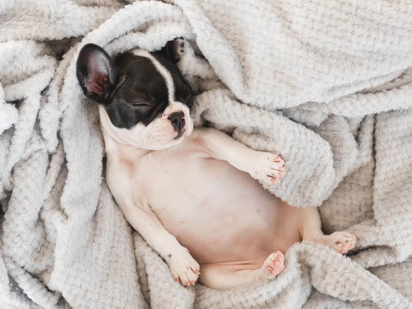 The Secret Language of Your Puppy Sleeping on its Back