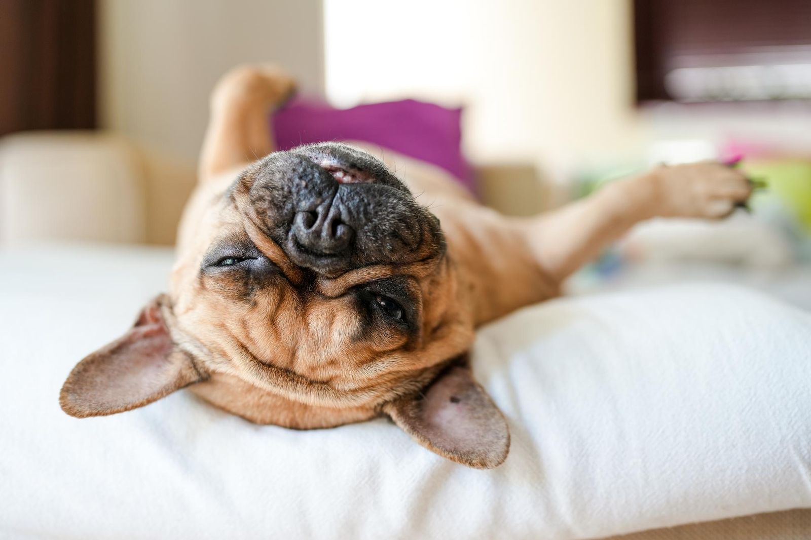 The Secret Language of Your Puppy Sleeping on its Back