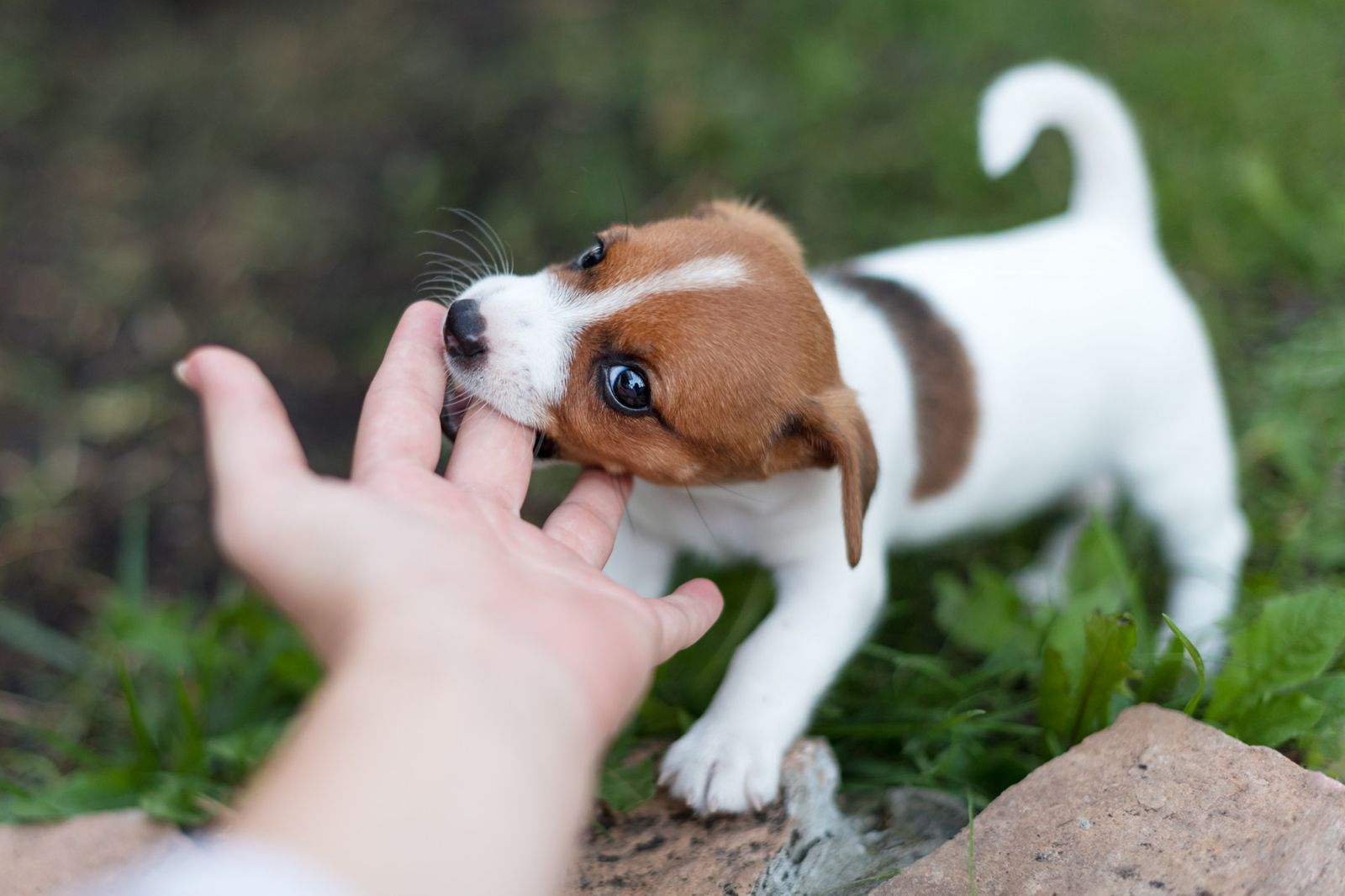 what-does-it-mean-when-a-dog-licks-your-hand