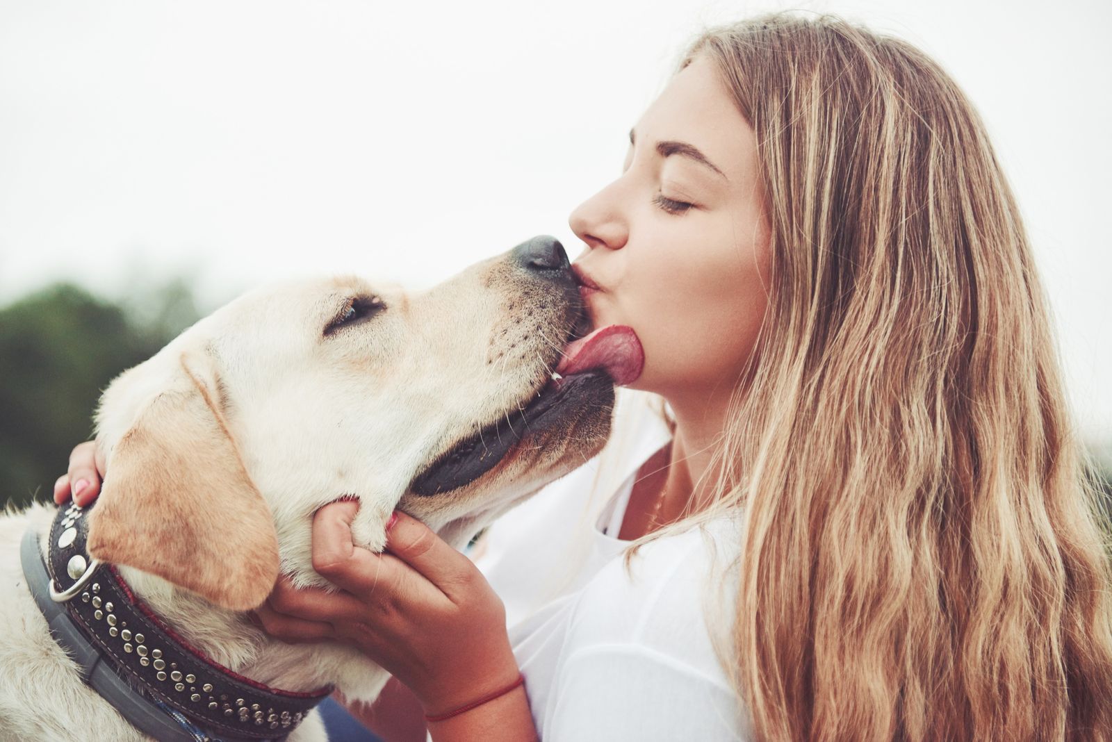 Why Do Dogs Lick You So Much?