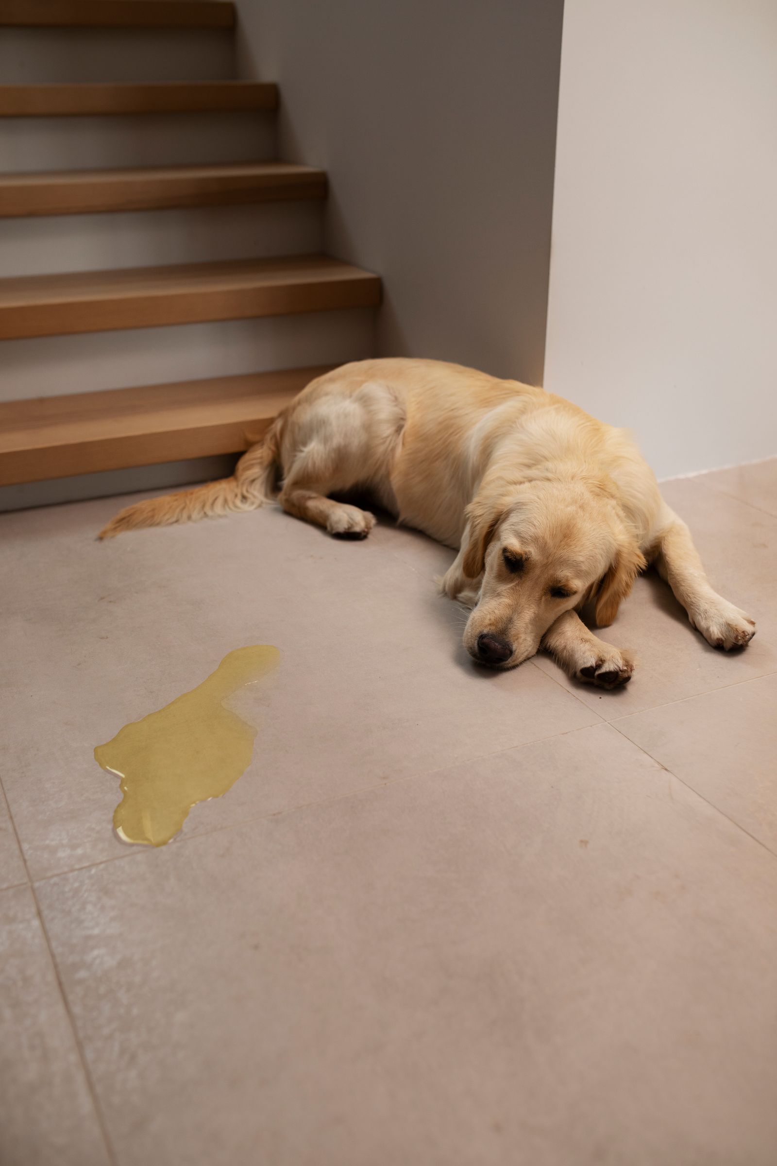 Why Your Dog is Peeing A Lot? Causes and Treatment