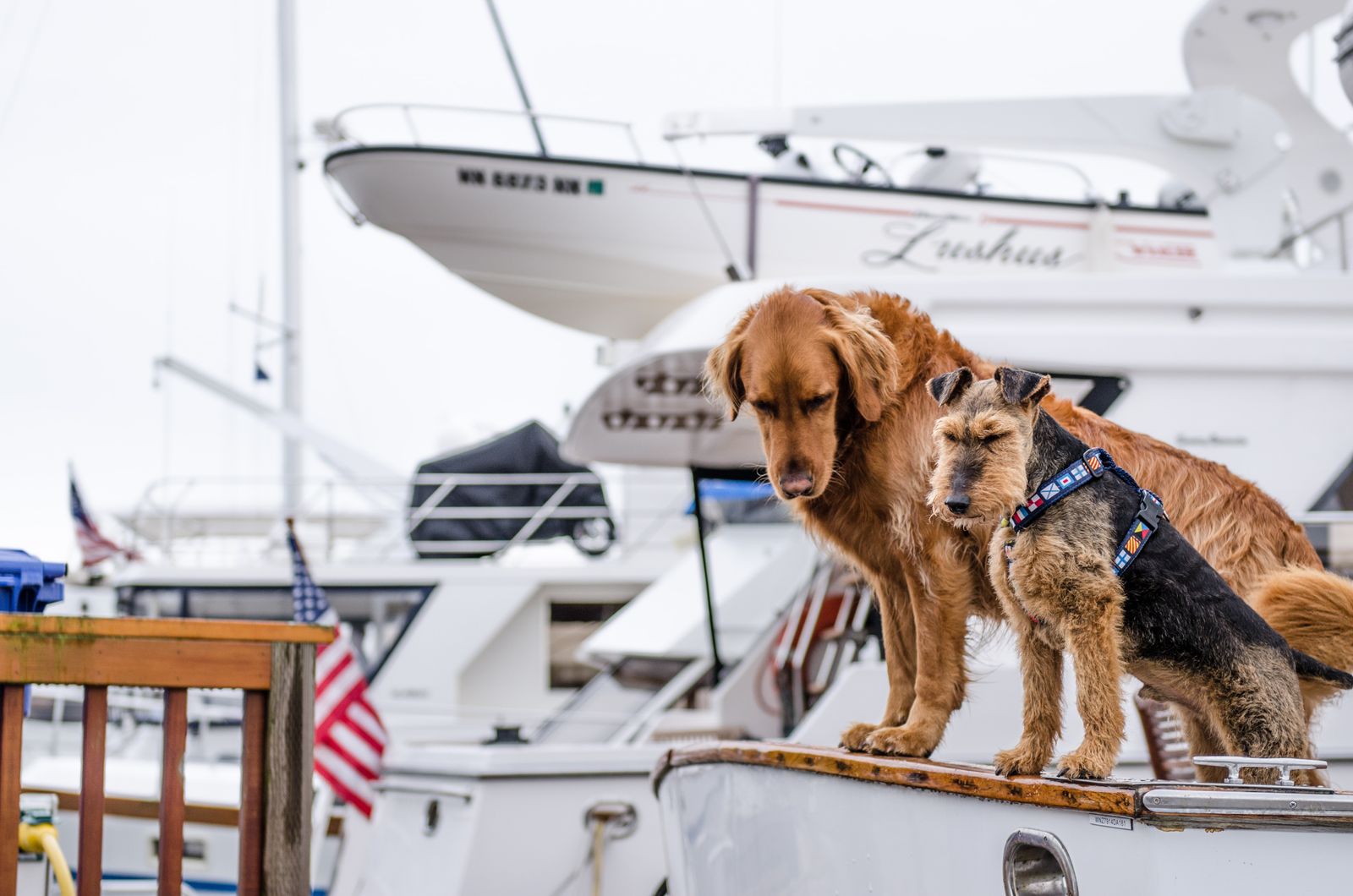 Dogs On Cruise Ships What You Need To Know 2023   Jesse Orrico OTMahvIX4AM Unsplash 