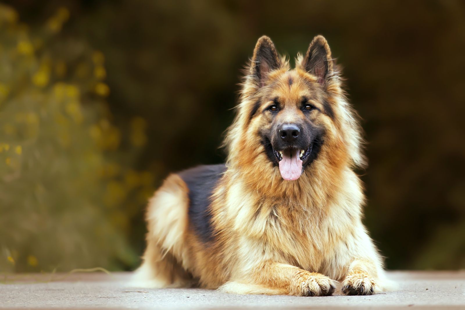 Are German Shepherds Hypoallergenic? | Facts & Care Tips