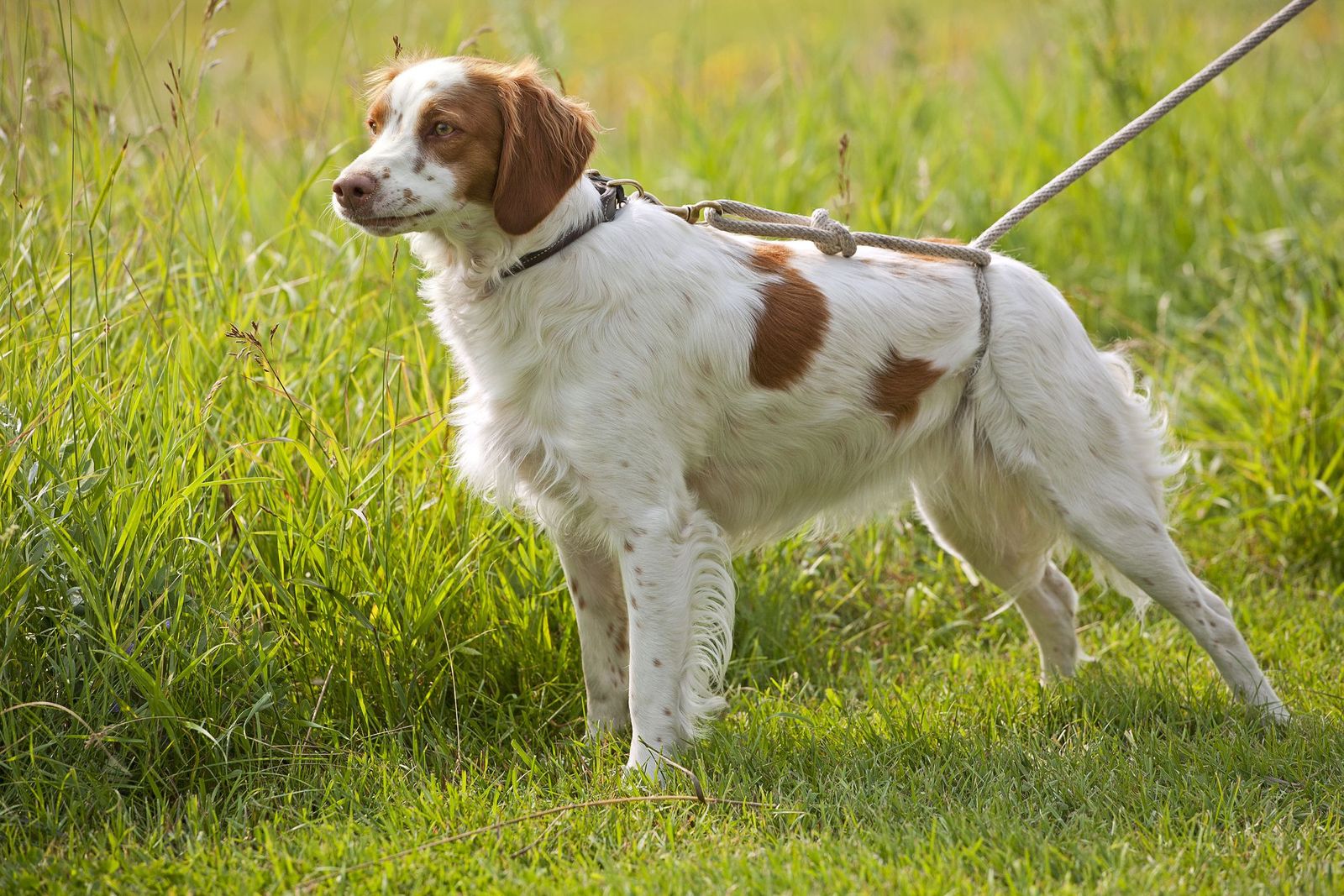 French Brittany Dogs: An Ultimate Guide to Their History and Care