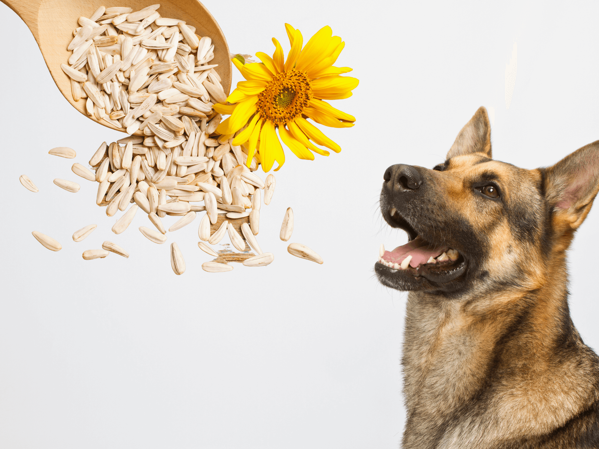 Can Dogs Eat Sunflower Seeds? A Nutritional Evaluation!