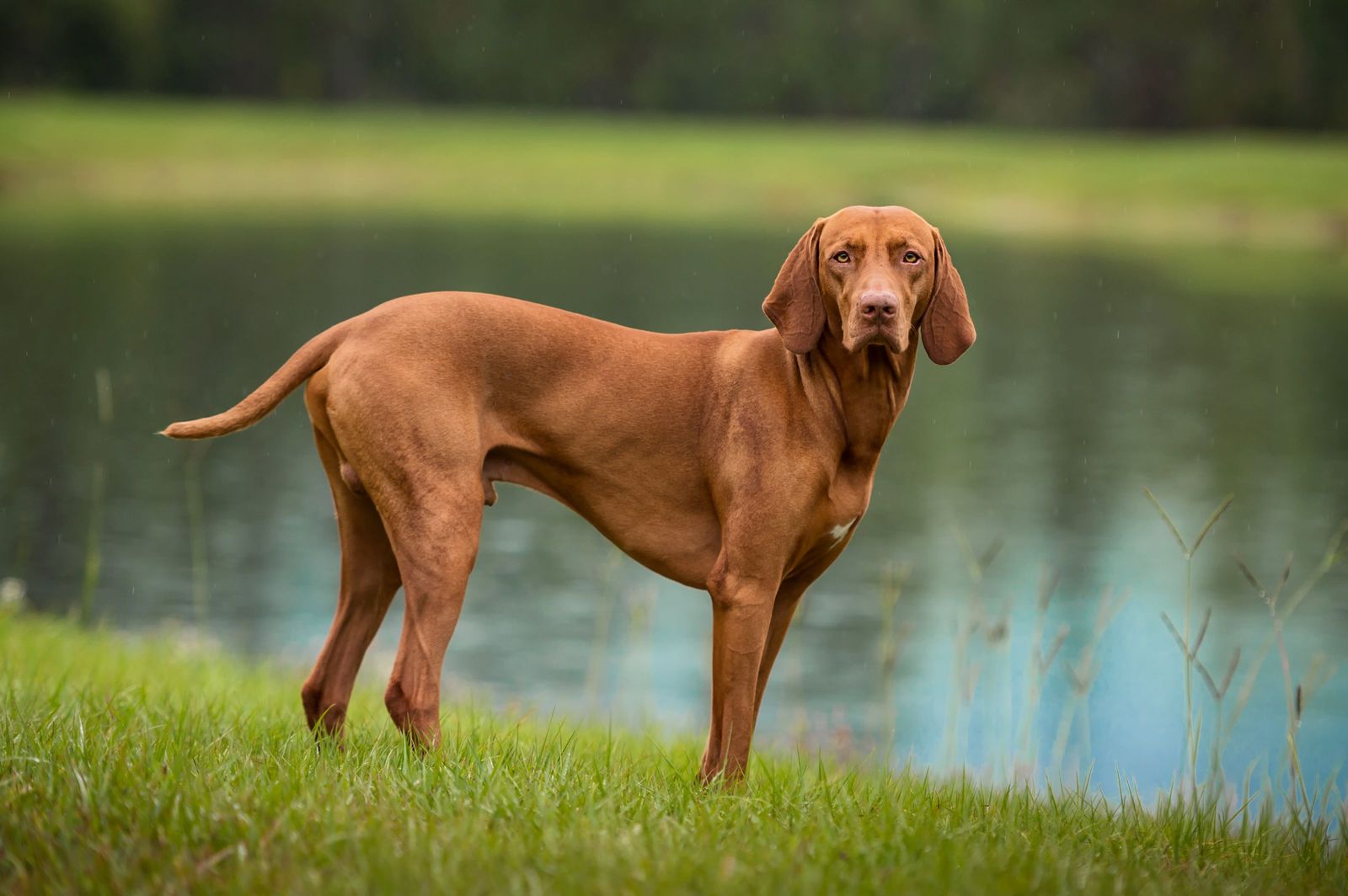 Vizslas vs. Coonhounds Unique Breed Characteristics