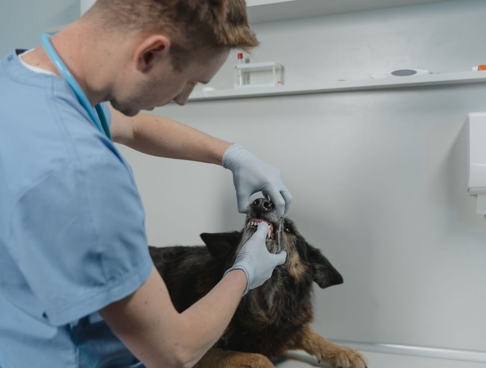 Periodontitis in Dogs Learn Dog Tooth Decay Stages