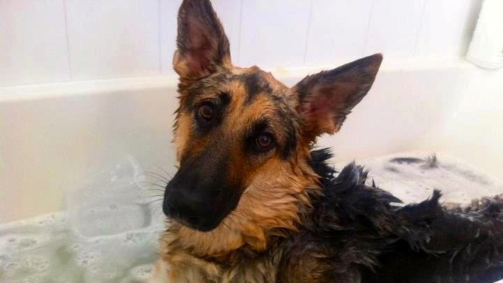 Discover The Best Shampoo For German Shepherds Tips & Top