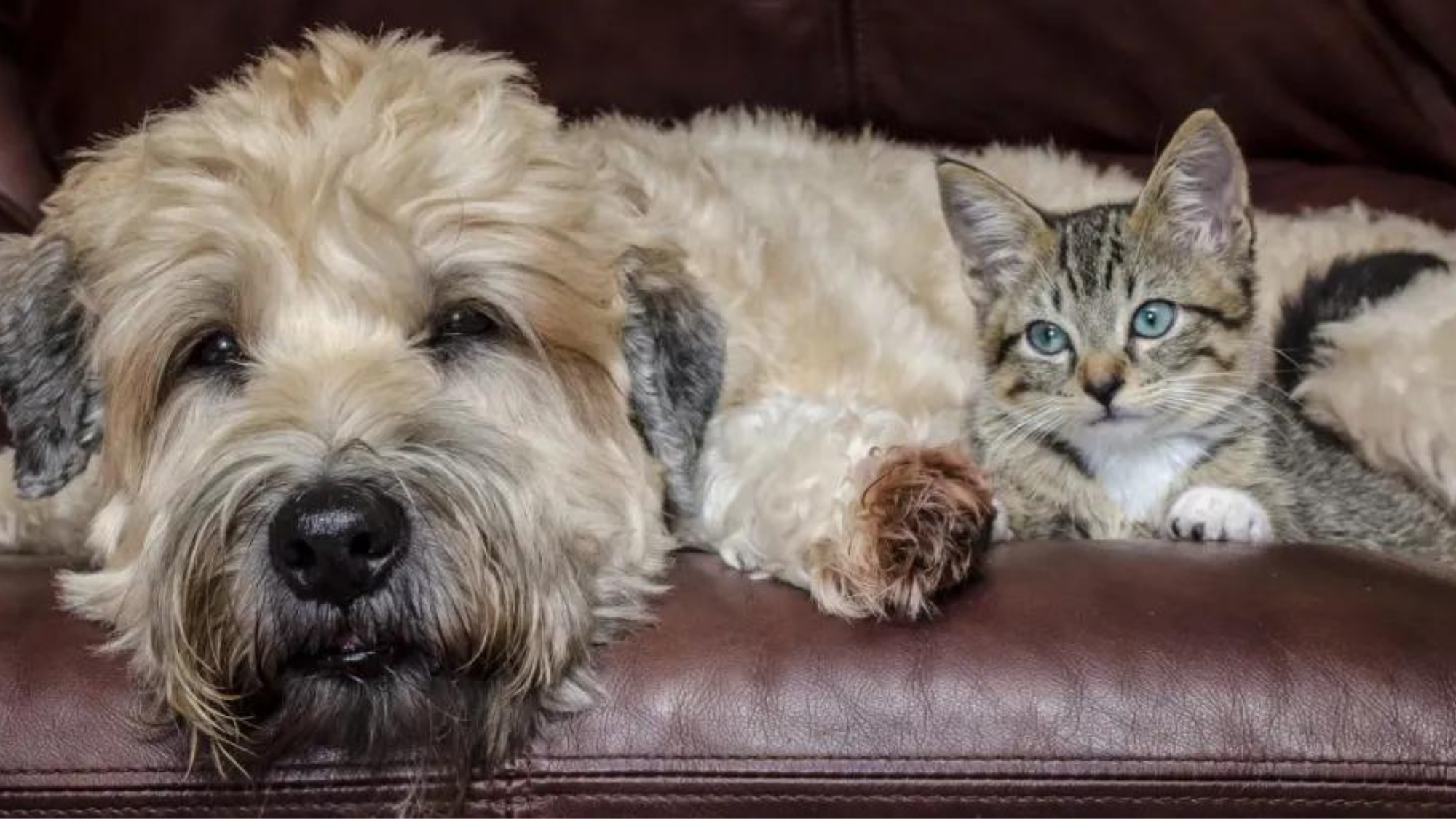 When Are Soft Coated Wheaten Terriers Fully Grown? Guide