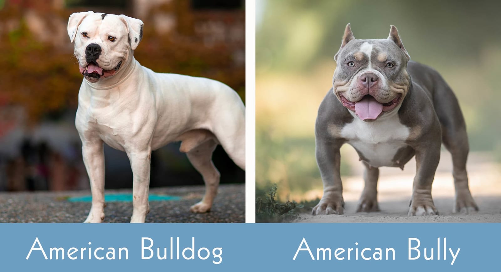 Are American Bulldogs Classified As XL Bullies   American Bulldog Vs American Bully Side By Side Scaled 1 