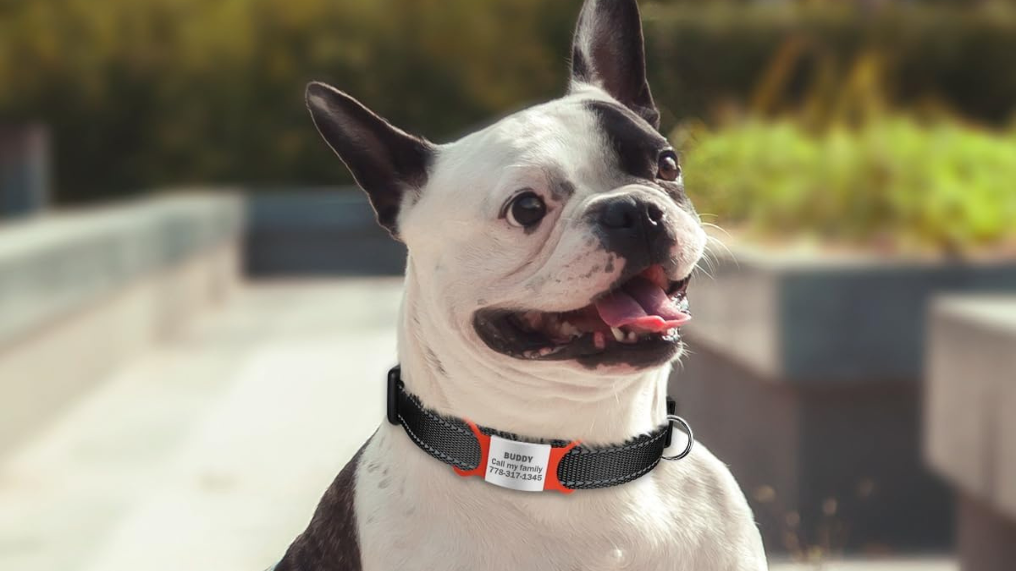 Explore the Best Quick Release Dog Collars for Safety & Style