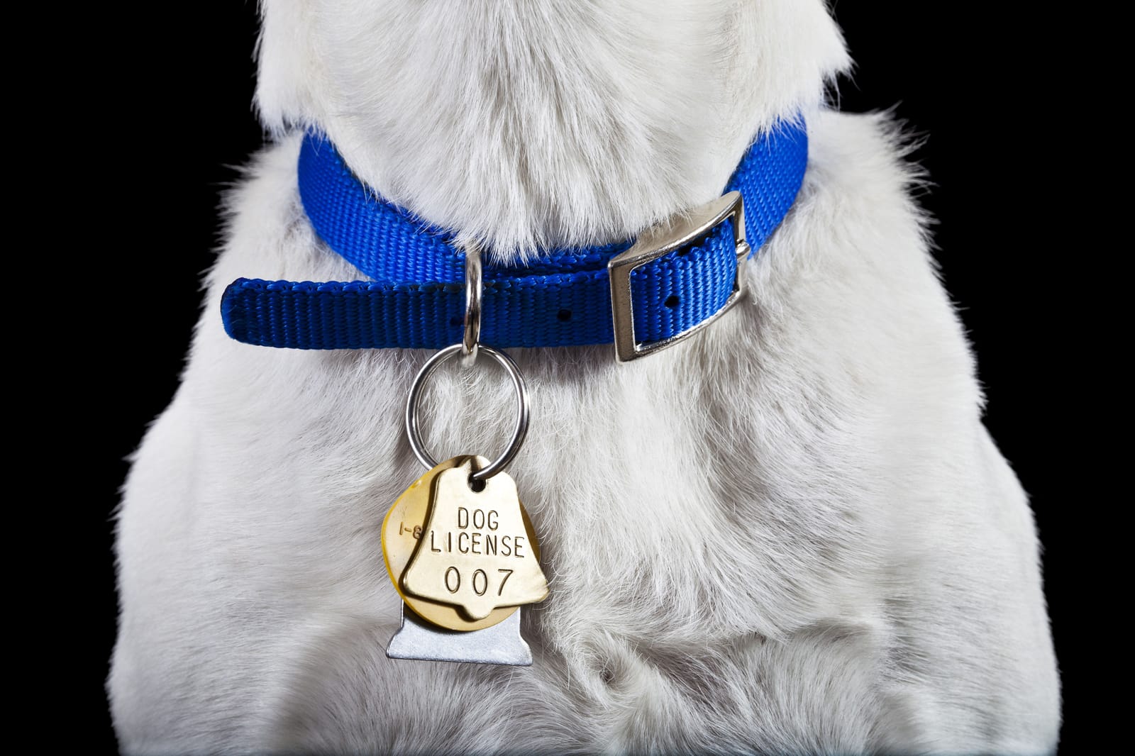 What Materials Work Best for Dog Collars: Neckwear Fashion!