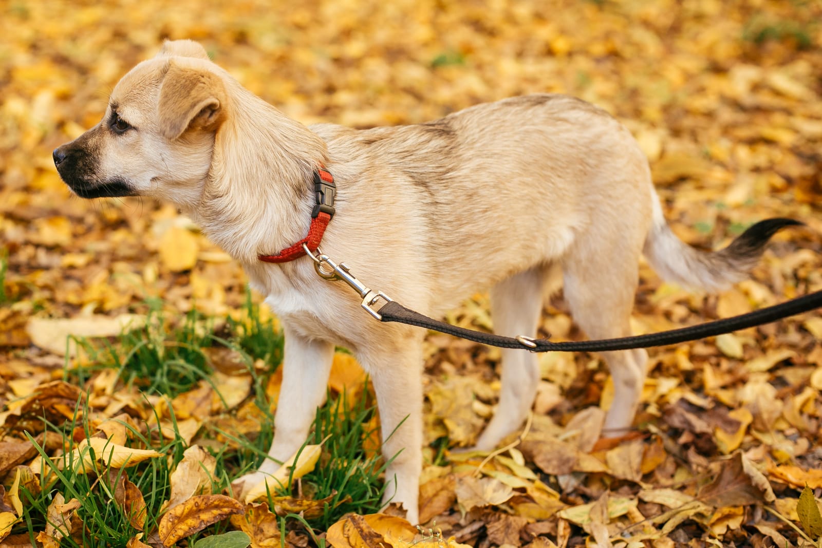 The Best Collars For Dogs That Pull A Complete Guide