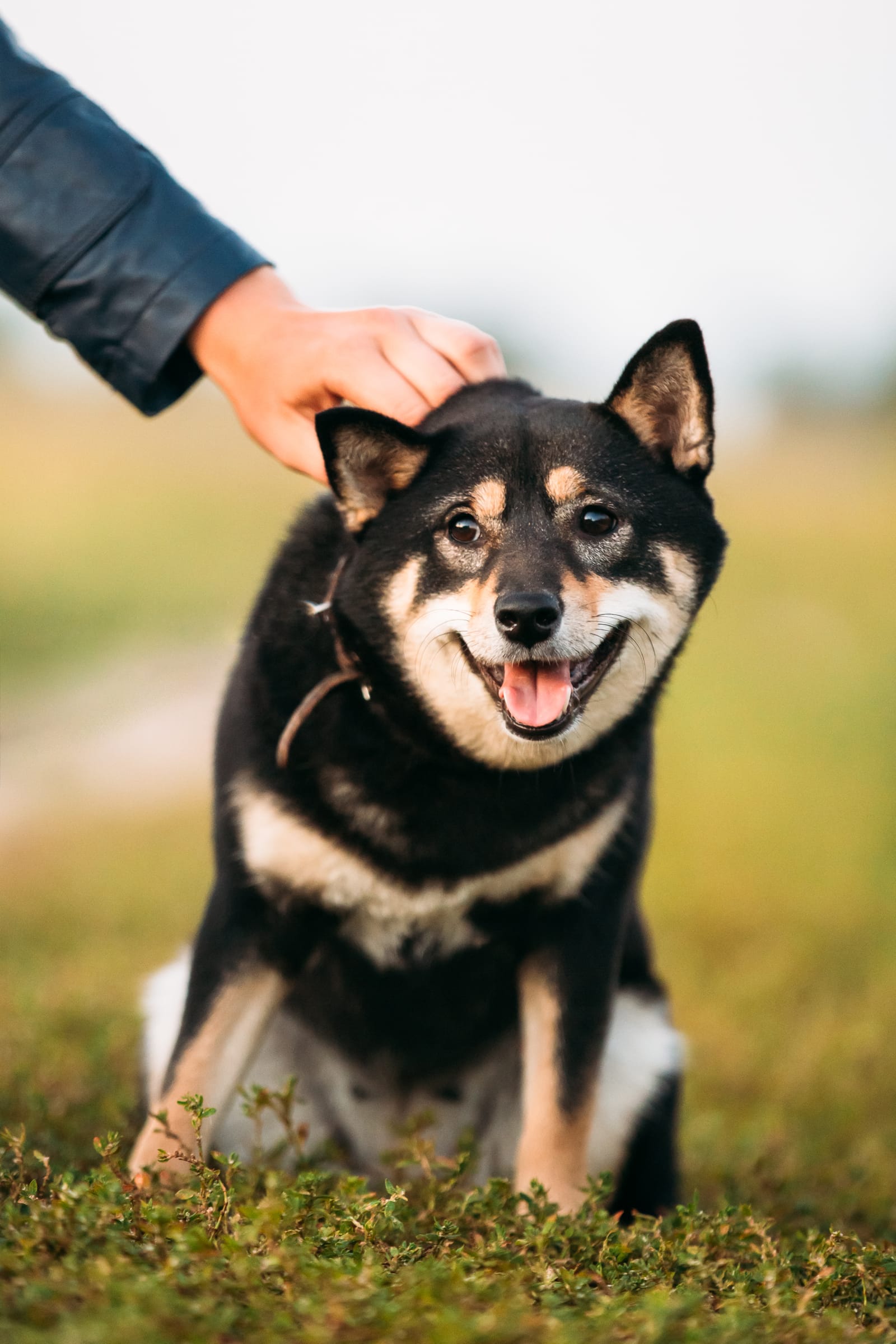 Discover the Charm of Black Shiba Inu: Facts and Care Tips