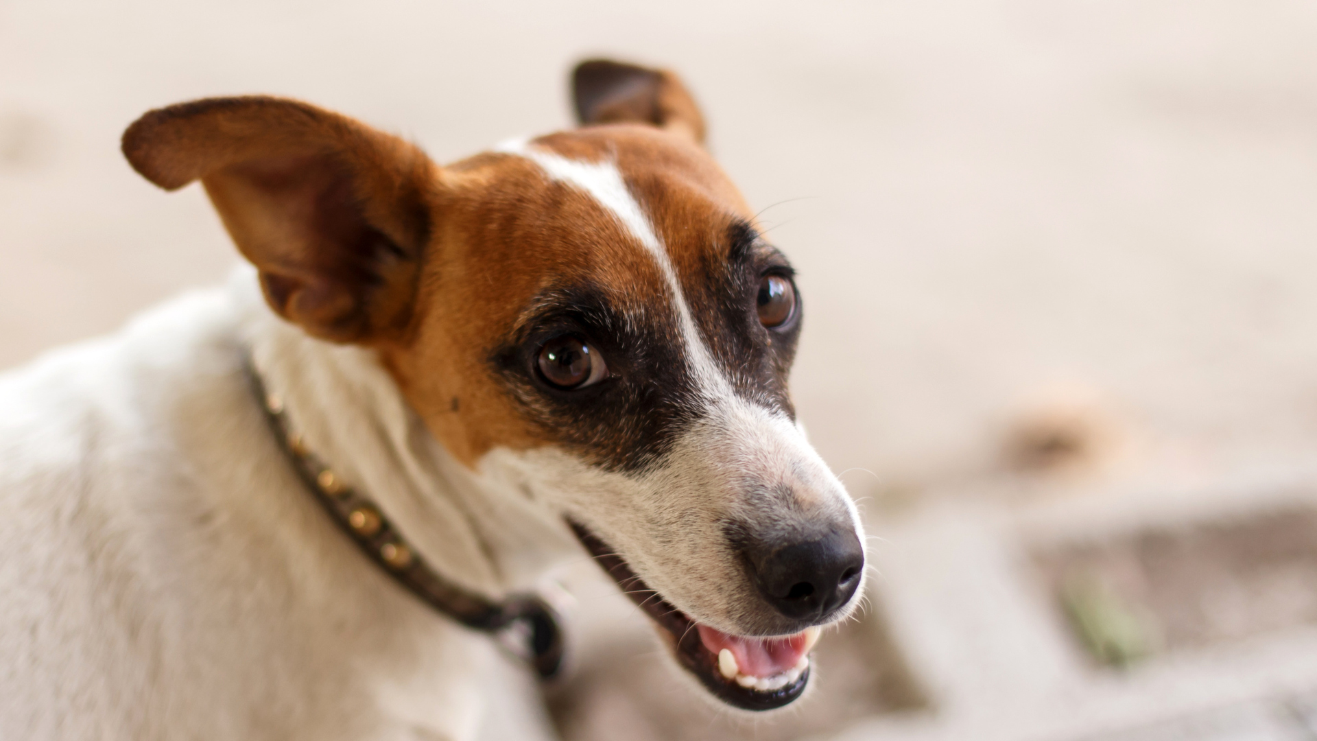 Escape-Proof Fence for Jack Russell Terrier: Ultimate Solution