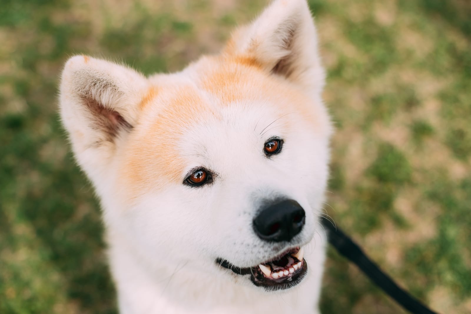 Akita Names: Choose the Perfect Name for Your Akita!