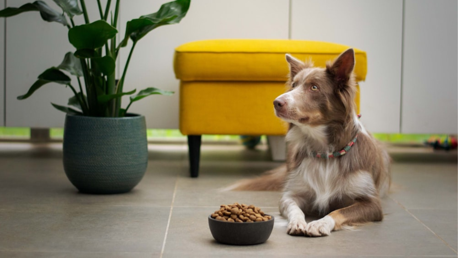 Dog Won't Eat Dry Food: Uncover the Reasons and Solutions!