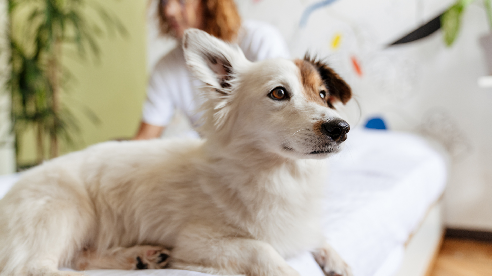 Holistic Dog Care: Natural Canine Ailment Remedies