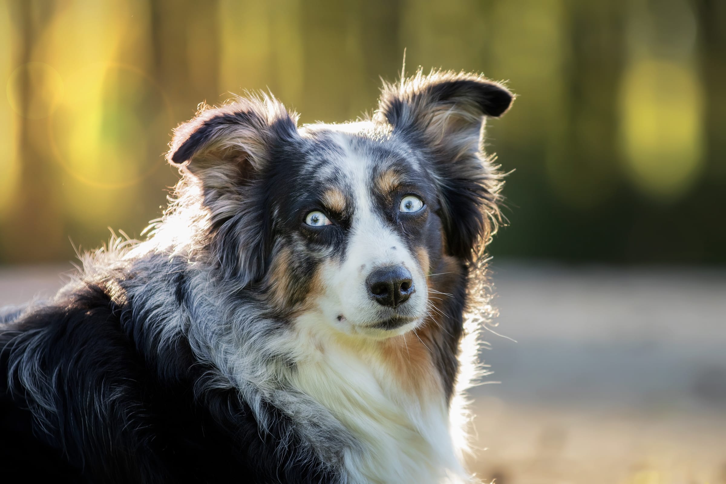 Do Miniature Australian Shepherds Have Tails?