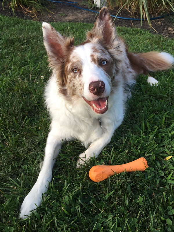 red-merle-border-collie-comprehensive-guide-to-coat-care-and-character