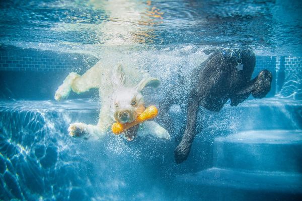 how-can-i-get-my-dog-to-drink-water-slower